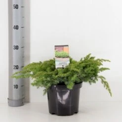 Strand Enebær 'Schlager' Juniperus Conferta 'Schlager' Potte 3,0 Liter,- 30-40 Cm.