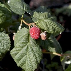 Efterårs Hindbær 'Autumn Bliss'® Rubus Idaeus 'Autumn Bliss'® Barrods,- 8-10 Mm. Rodhals. -Montoz Butik p1048 48837 rubus idaeus autumn bliss d57e