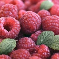 Efterårs Hindbær 'Autumn Bliss'® Rubus Idaeus 'Autumn Bliss'® Barrods,- 8-10 Mm. Rodhals. -Montoz Butik p1048 48838 rubus idaeus autumn bliss 09ae