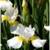 Sibirisk Iris 'Snow Queen' Iris Sibirica 'Snow Queen' 1 Liter Potte -Montoz Butik p1161 37966 iris sibirica snow queen cda1
