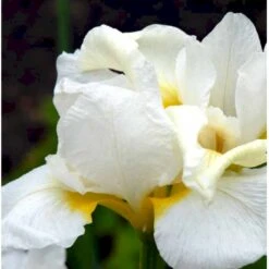 Sibirisk Iris 'Snow Queen' Iris Sibirica 'Snow Queen' 1 Liter Potte -Montoz Butik p1161 37967 iris sibirica snow queen 009d