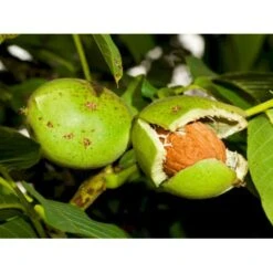 Almindelig Valnød Juglans Regia Heister 200-250 Cm. Med Potte -Montoz Butik p1165 8159 juglans regia 144b