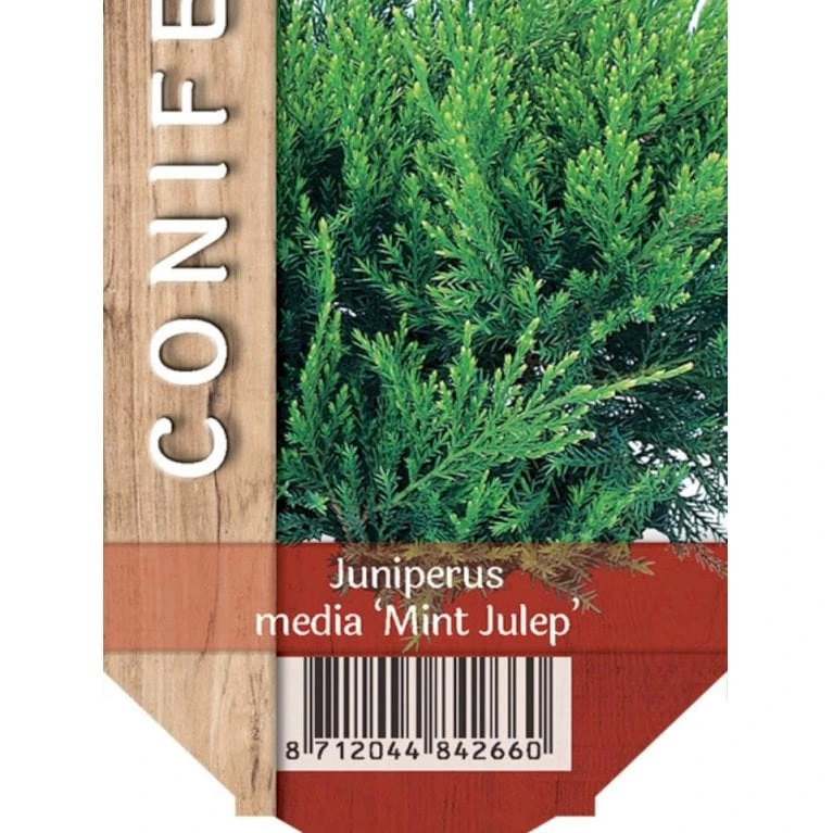 Kinesisk Enebær 'Mint Julep' Juniperus Chinensis 'Mint Julep' Potte 2,0 Liter,- 20-25 Cm. 3 Kinesisk Enebær 'Mint Julep' Juniperus Chinensis 'Mint Julep' Potte 2,0 Liter,- 20-25 Cm.