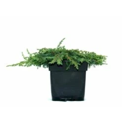 Almindelig Enebær 'Green Carpet' Juniperus Communis 'Green Carpet' Potte 2,0 Liter,- 20-25 Cm.