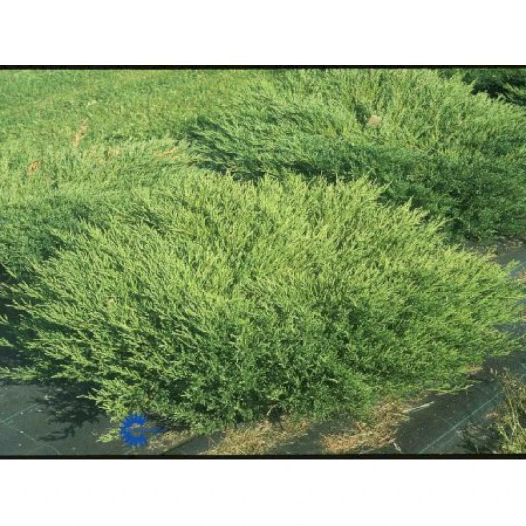 Krybende Enebær 'Andorra Compact' Juniperus Horizontalis 'Andorra Compact' Potte 7,5 Liter 40-60 Cm. 3 Krybende Enebær 'Andorra Compact' Juniperus Horizontalis 'Andorra Compact' Potte 7,5 Liter 40-60 Cm.