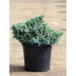 Lavtvoksende Blå Enebær 'Blue Star' Juniperus Squamata 'Blue Star' Potte 5,0 Liter,- 25-30 Cm. -Montoz Butik p1183 11152 juniperus squamata blue star 33a7