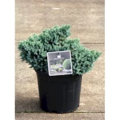 Lavtvoksende Blå Enebær 'Blue Star' Juniperus Squamata 'Blue Star' Potte 5,0 Liter,- 25-30 Cm. -Montoz Butik p1183 11153 juniperus squamata blue star 482f