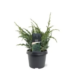 Blå Enebær 'Meyeri' Juniperus Squamata 'Meyeri' Potte 3,0 Liter,- 30-40 Cm.
