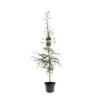 Japansk Lærk Larix Kaempferi Potte 7,5 Liter 175-200 Cm. -Montoz Butik p1209 43346 larix kaempferi 155c