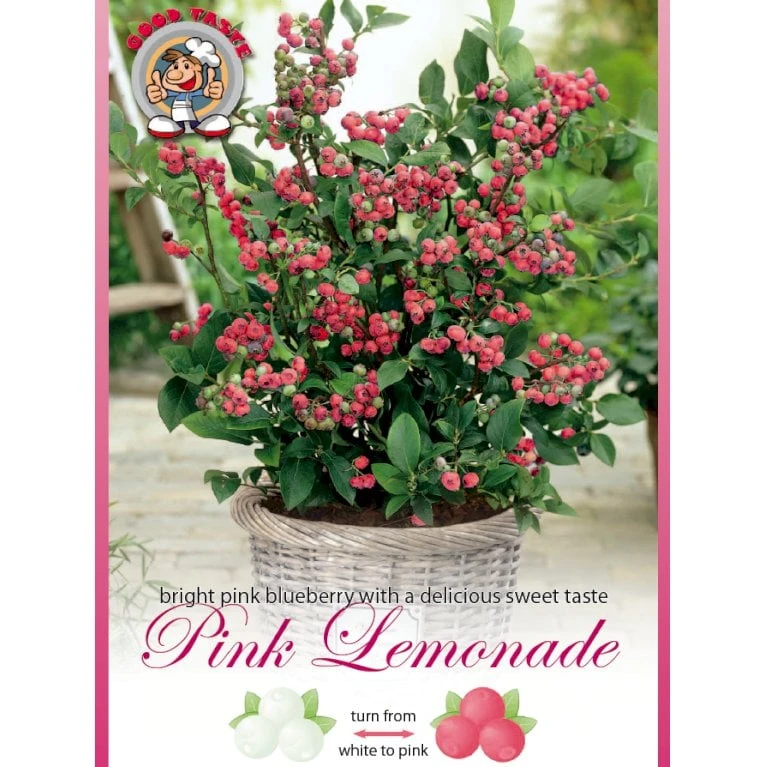 Lyserød Blåbær 'Pink Lemonade' Vaccinium Ashei 'Pink Lemonade' Potte 3,0 Liter,- Opbundet 3 Lyserød Blåbær 'Pink Lemonade' Vaccinium Ashei 'Pink Lemonade' Potte 3,0 Liter,- Opbundet