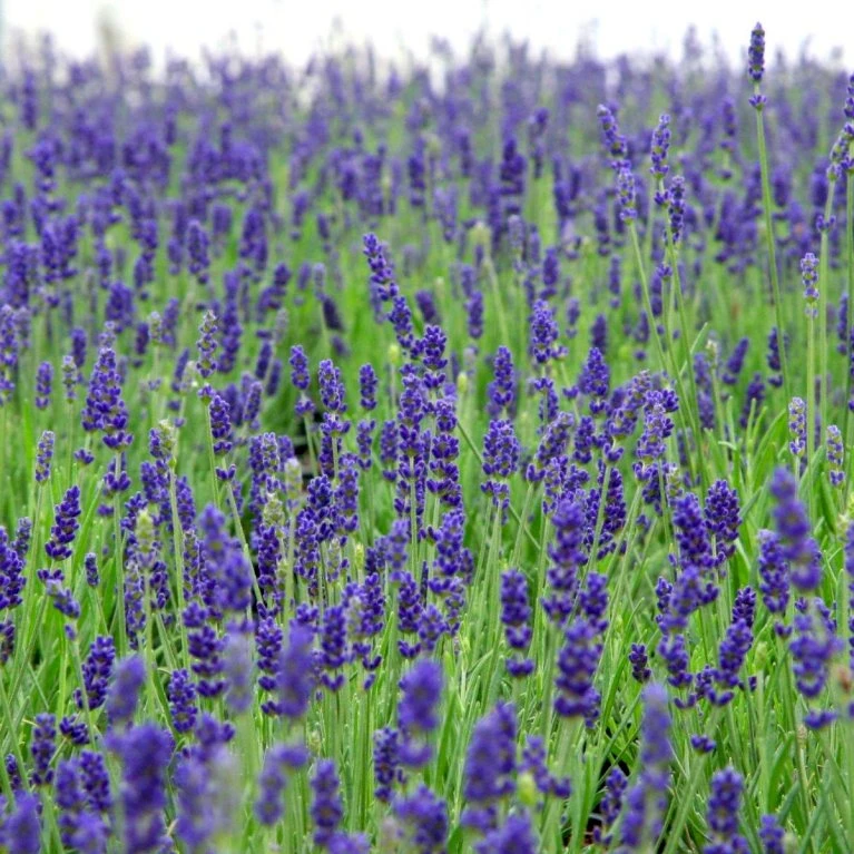 Lavendel 'Hidcote Blue' Lavandula Angustifolia 'Hidcote Blue' Med Potte, Kompakte, 10 Cm. Potte 3 Lavendel 'Hidcote Blue' Lavandula Angustifolia 'Hidcote Blue' Med Potte, Kompakte, 10 Cm. Potte