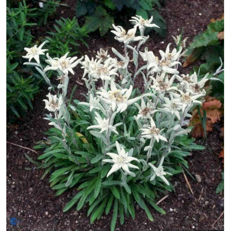 Edelweiss Leontopodium Alpinum 1 Liter Potte 3 Edelweiss Leontopodium Alpinum 1 Liter Potte