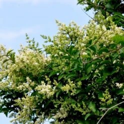 Storbladet Liguster Ligustrum Ovalifolium Potte 15 Liter,- 150-175 Cm. -Montoz Butik p1233 54071 ligustrum ovalifolium 5dee 1