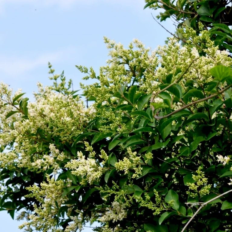 Storbladet Liguster Ligustrum Ovalifolium Med Klump,- 200-225 Cm. 5 Storbladet Liguster Ligustrum Ovalifolium Med Klump,- 200-225 Cm. - Billede 3