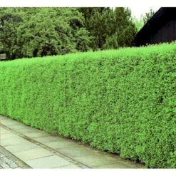 Liguster 'Atrovirens Select' Ligustrum Vulgare 'Atrovirens Select' Barrods,- 2 års (0/2) 60-80 Cm.