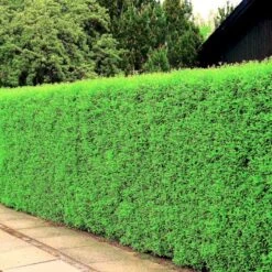 Liguster 'Atrovirens Select' Ligustrum Vulgare 'Atrovirens Select' Potte 4,0 Liter,- 50-60 Cm. -Montoz Butik p1237 54072 ligustrum vulgare atrovirens select 63a9 1