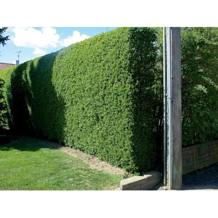 Liguster / Ligusterhæk 'Liga' Ligustrum Vulgare 'Liga' Barrods, -3 års (0/1/2) 100-125 Cm. Kraftig Hæk Kvalitet. 4 Liguster / Ligusterhæk 'Liga' Ligustrum Vulgare 'Liga' Barrods, -3 års (0/1/2) 100-125 Cm. Kraftig Hæk Kvalitet. - Billede 2