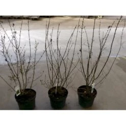 Liguster / Ligusterhæk 'Liga' Ligustrum Vulgare 'Liga' Potte 7,5 Liter 80-100 Cm