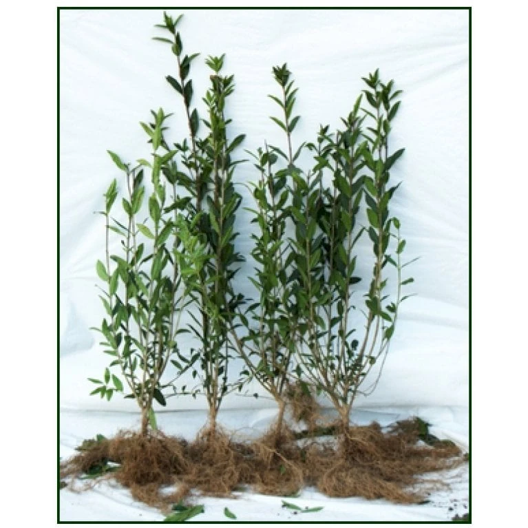 Liguster / Ligusterhæk 'Liga' Ligustrum Vulgare 'Liga' Barrods, -3 års (0/1/2) 100-125 Cm. Kraftig Hæk Kvalitet. 3 Liguster / Ligusterhæk 'Liga' Ligustrum Vulgare 'Liga' Barrods, -3 års (0/1/2) 100-125 Cm. Kraftig Hæk Kvalitet.