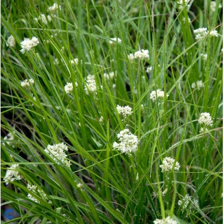 Snefrytle Luzula Nivea Plugs I Bakke 4 Snefrytle Luzula Nivea Plugs I Bakke - Billede 2