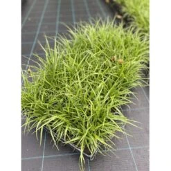 Snefrytle Luzula Nivea Plugs I Bakke