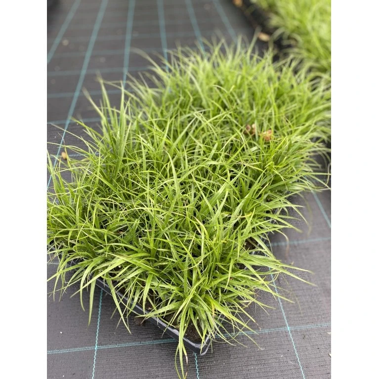 Snefrytle Luzula Nivea Plugs I Bakke 3 Snefrytle Luzula Nivea Plugs I Bakke