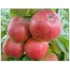 Æble 'Collina' Malus X 'Collina' 4-8 Grene. 120-160 Cm. Potte, (M7) -Montoz Butik p12815 7532 malus x collina 3fc9