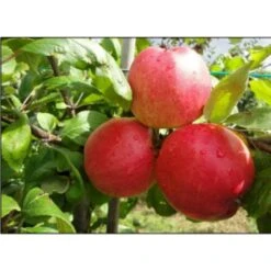 Æble 'Collina' Malus X 'Collina' 4-8 Grene. 120-160 Cm. Potte, (M7) -Montoz Butik p12815 7533 malus x collina 866e