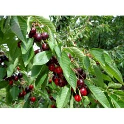 Sød Kirsebær 'Skeena' - Selvbestøvende Prunus X 'Skeena' - Selvbestøvende Dværgtræ, 3-5 Grene, 6,7 Liter Potte, 80-100 Cm. -Montoz Butik p12847 7547 prunus x skeena selvbestoevende 73fe