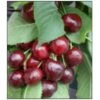 Sød Kirsebær 'Sweetheart' - Selvbestøvende Prunus X 'Sweetheart' - Selvbestøvende Dværgtræ, 3-5 Grene, 6,7 Liter Potte, 80-100 Cm. 1 Sød Kirsebær 'Sweetheart' - Selvbestøvende Prunus X 'Sweetheart' - Selvbestøvende Dværgtræ, 3-5 Grene, 6,7 Liter Potte, 80-100 Cm. -Montoz Butik p12848 7543 prunus x sweetheart selvbestoevende 3107