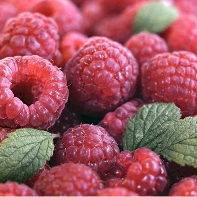 Sommer Hindbær 'Glen Ample'® Rubus Idaeus 'Glen Ample'® Barrods,- 8-10 Mm. Rodhals. 3 Sommer Hindbær 'Glen Ample'® Rubus Idaeus 'Glen Ample'® Barrods,- 8-10 Mm. Rodhals.
