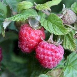 Sommer Hindbær 'Glen Ample'® Rubus Idaeus 'Glen Ample'® Barrods,- 8-10 Mm. Rodhals. 7 Sommer Hindbær 'Glen Ample'® Rubus Idaeus 'Glen Ample'® Barrods,- 8-10 Mm. Rodhals. -Montoz Butik p12853 50663 rubus idaeus glen ample b029