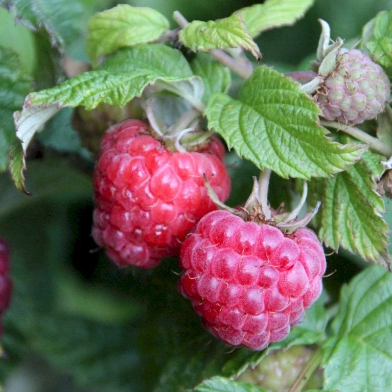 Sommer Hindbær 'Glen Ample'® Rubus Idaeus 'Glen Ample'® Barrods,- 8-10 Mm. Rodhals. 5 Sommer Hindbær 'Glen Ample'® Rubus Idaeus 'Glen Ample'® Barrods,- 8-10 Mm. Rodhals. - Billede 3
