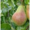 Pære 'Carola' Pyrus Communis 'Carola' 4-8 Grene, 120-160 Cm. 7,5 Liter Potte -Montoz Butik p12854 7551 pyrus communis carola 9938
