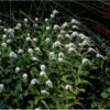 Hvid Fredløs Lysimachia Clethroides 1 Liter Potte -Montoz Butik p1287 1043 lysimachia clethroides 429a