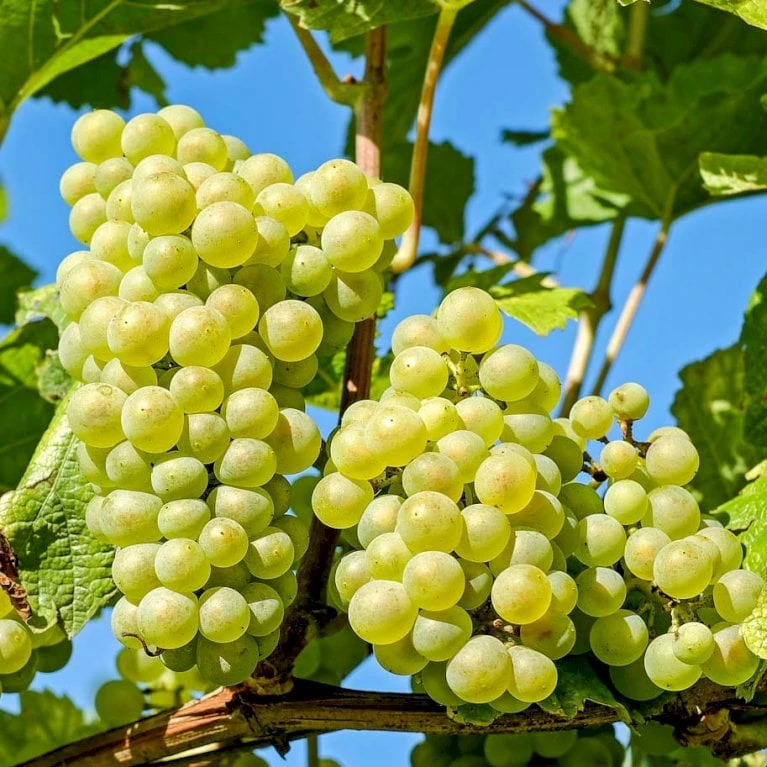 Vin 'Lakemont' Vitis Vinifera 'Lakemont' Potte 3,0 Liter,- Opbundet 80-100 Cm. 4 Vin 'Lakemont' Vitis Vinifera 'Lakemont' Potte 3,0 Liter,- Opbundet 80-100 Cm. - Billede 2