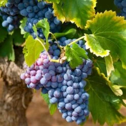 Vin 'Muscat Bleu' Vitis Vinifera 'Muscat Bleu' Potte 3,0 Liter,- Opbundet 80-100 Cm.