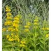 Prikbladet Fredløs Lysimachia Punctata 1 Liter Potte -Montoz Butik p1289 41060 lysimachia punctata 9b5e