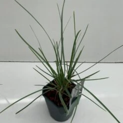 Grå Blåaks Sesleria Nitida Potte 2 Liter.