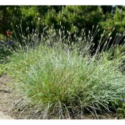 Grå Blåaks Sesleria Nitida Potte 2 Liter. 7 Grå Blåaks Sesleria Nitida Potte 2 Liter. -Montoz Butik p13511 7806 sesleria nitida 34db