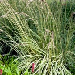 Blåtop 'Variegata' Molinia Caerulea 'Variegata' Potte 2 Liter.