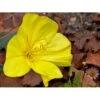 Krybende Natlys Oenothera Macrocarpa 10 Cm. Potte -Montoz Butik p1370 1115 oenothera macrocarpa f0f1