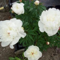 Silkepæon 'Festiva Maxima' Paeonia Lactiflora 'Festiva Maxima' 3,0 Liter Potte 13 Silkepæon 'Festiva Maxima' Paeonia Lactiflora 'Festiva Maxima' 3,0 Liter Potte -Montoz Butik p1387 47884 paeonia lactiflora festiva maxima d18b