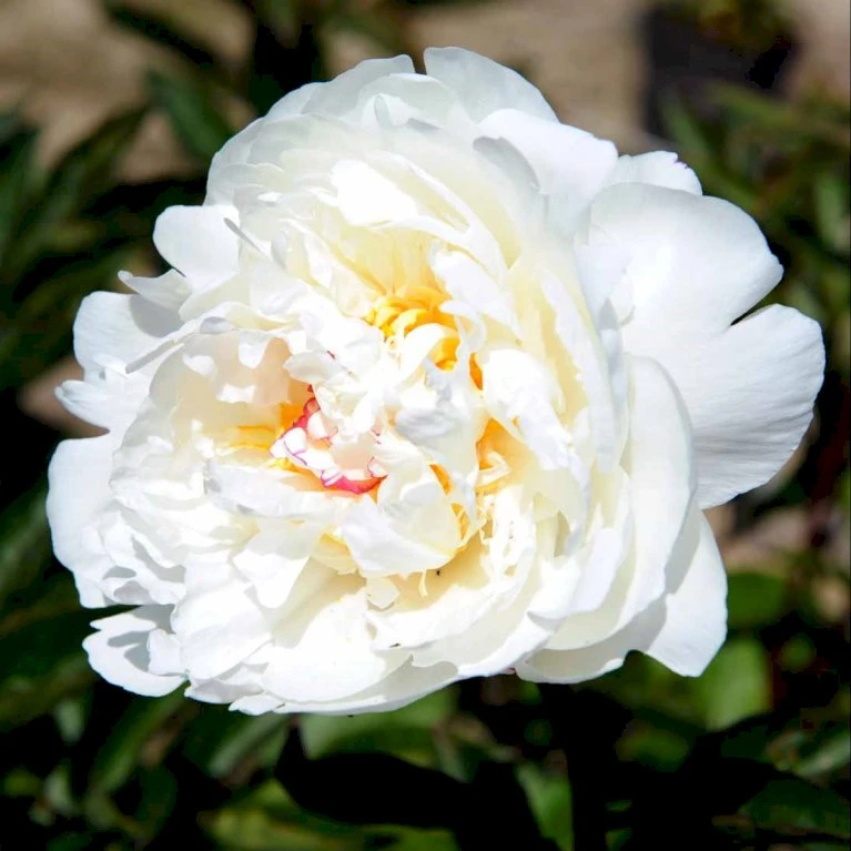 Silkepæon 'Festiva Maxima' Paeonia Lactiflora 'Festiva Maxima' 3,0 Liter Potte 6 Silkepæon 'Festiva Maxima' Paeonia Lactiflora 'Festiva Maxima' 3,0 Liter Potte - Billede 4