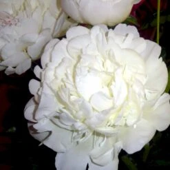 Silkepæon 'Festiva Maxima' Paeonia Lactiflora 'Festiva Maxima' 3,0 Liter Potte 15 Silkepæon 'Festiva Maxima' Paeonia Lactiflora 'Festiva Maxima' 3,0 Liter Potte -Montoz Butik p1387 47886 paeonia lactiflora festiva maxima 5f5e