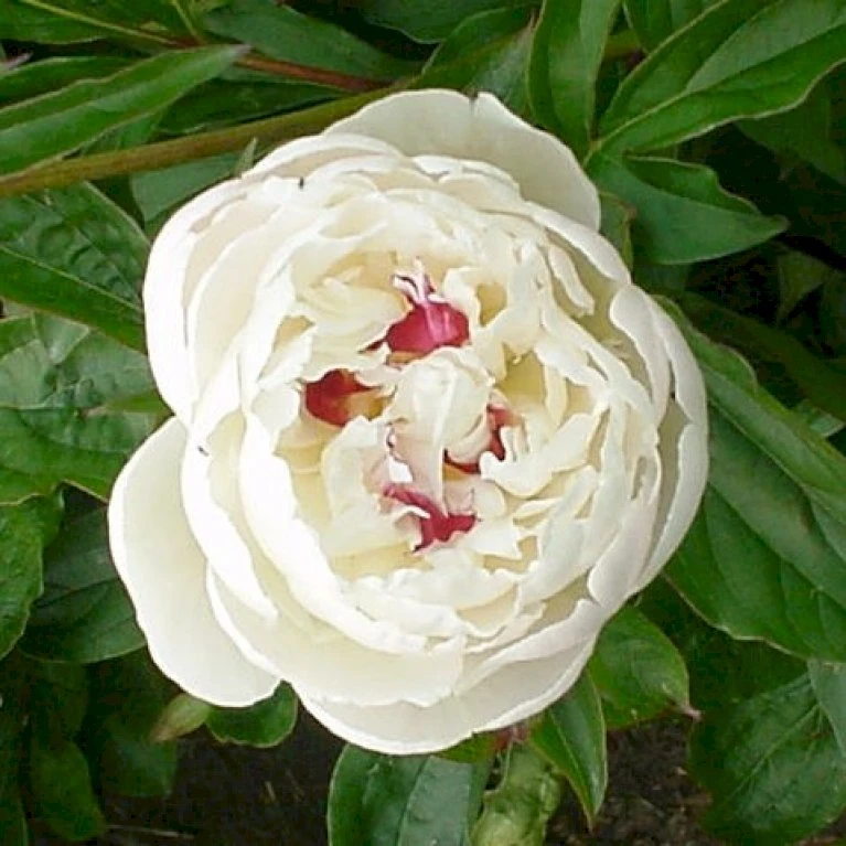 Silkepæon 'Festiva Maxima' Paeonia Lactiflora 'Festiva Maxima' 3,0 Liter Potte 8 Silkepæon 'Festiva Maxima' Paeonia Lactiflora 'Festiva Maxima' 3,0 Liter Potte - Billede 6