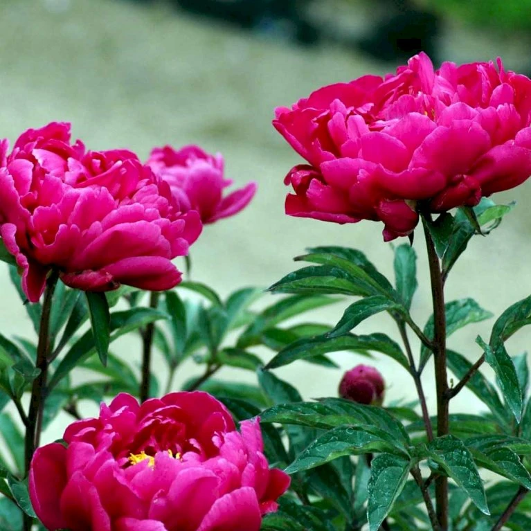 Silkepæon 'Karl Rosenfield' Paeonia Lactiflora 'Karl Rosenfield' 3,0 Liter Potte 5 Silkepæon 'Karl Rosenfield' Paeonia Lactiflora 'Karl Rosenfield' 3,0 Liter Potte - Billede 3