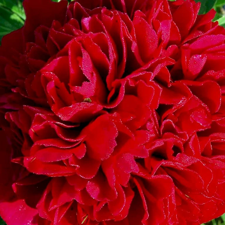 Silkepæon 'Karl Rosenfield' Paeonia Lactiflora 'Karl Rosenfield' 3,0 Liter Potte 6 Silkepæon 'Karl Rosenfield' Paeonia Lactiflora 'Karl Rosenfield' 3,0 Liter Potte - Billede 4