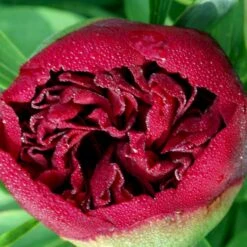 Silkepæon 'Karl Rosenfield' Paeonia Lactiflora 'Karl Rosenfield' 3,0 Liter Potte 16 Silkepæon 'Karl Rosenfield' Paeonia Lactiflora 'Karl Rosenfield' 3,0 Liter Potte -Montoz Butik p1390 47891 paeonia lactiflora karl rosenfield ba23