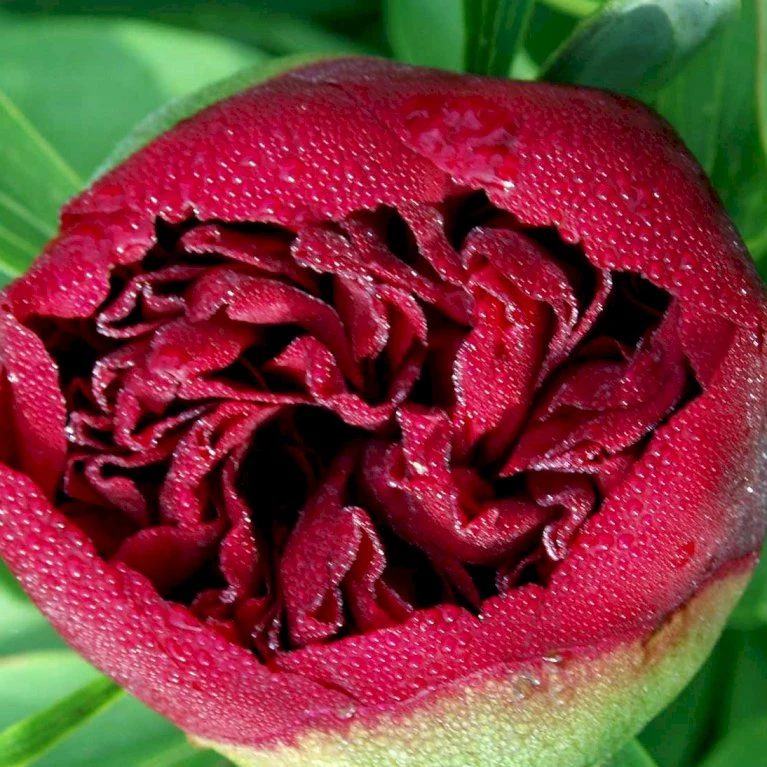 Silkepæon 'Karl Rosenfield' Paeonia Lactiflora 'Karl Rosenfield' 3,0 Liter Potte 7 Silkepæon 'Karl Rosenfield' Paeonia Lactiflora 'Karl Rosenfield' 3,0 Liter Potte - Billede 5